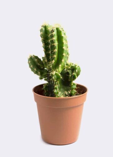cactus1 free img