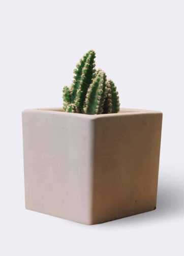 cactus2 free img