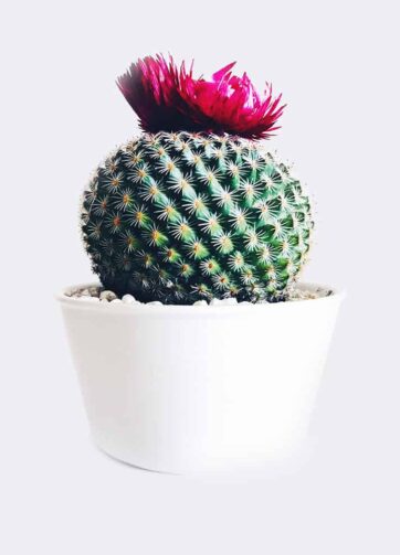cactus4 free img