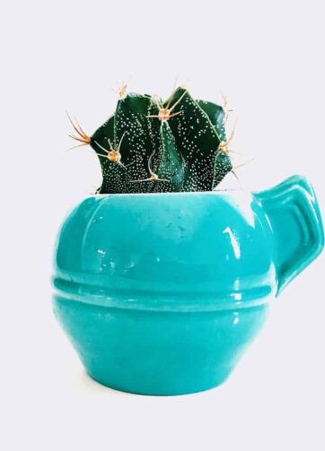 cactus5 free img