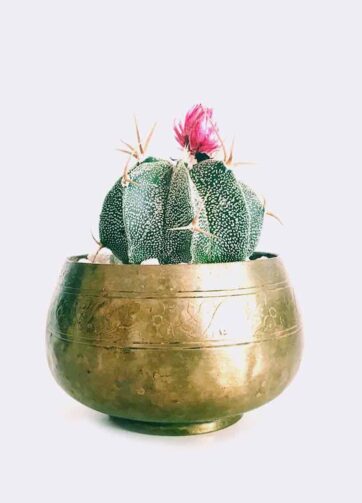 cactus6 free img