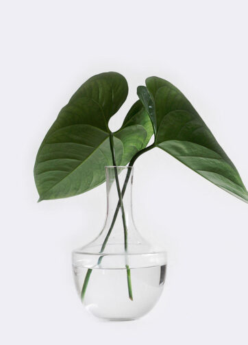 plant1 free img