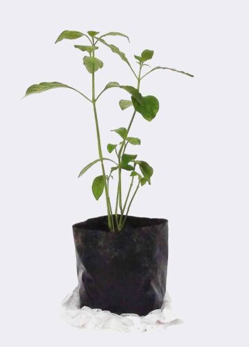 plant2 free img