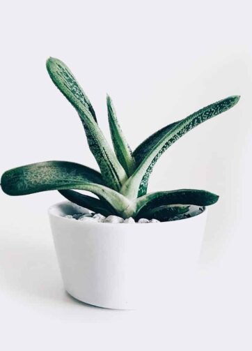 plant3 free img