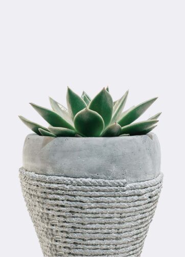 plant5 free img