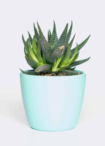 plant6 free img